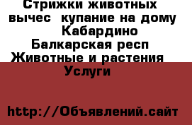 Стрижки животных, вычес, купание на дому! - Кабардино-Балкарская респ. Животные и растения » Услуги   